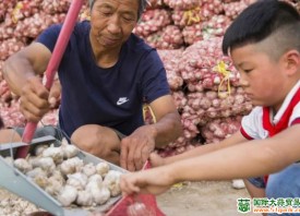 華陰羅敷鎮(zhèn)大蒜嚴重滯銷 ()