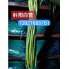 江蘇射陽(yáng)白冒手提苔開(kāi)賣