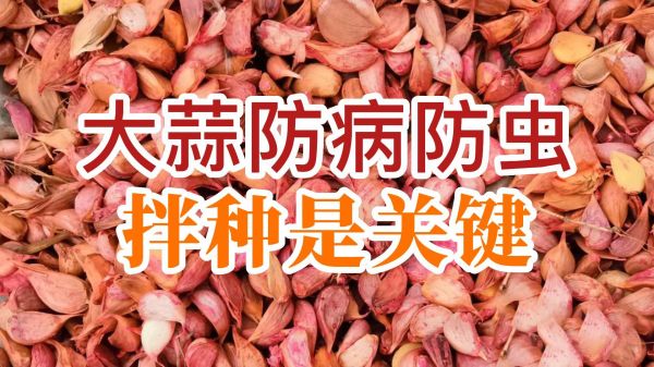 大蒜防病防蟲、拌種是關(guān)鍵 ()